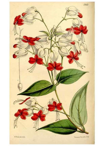 Reproducción/Reproduction 35274152545: Curtis's botanical magazine.. London ; New York [etc.] :Academic Press [etc.]
