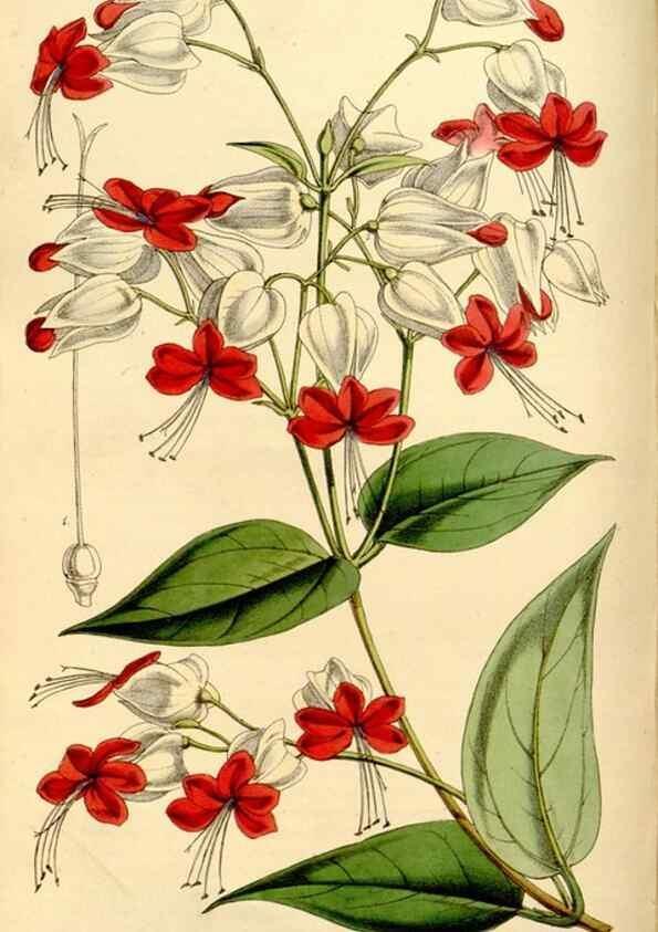 Reproducción/Reproduction 35274152545: Curtis's botanical magazine.. London ; New York [etc.] :Academic Press [etc.]
