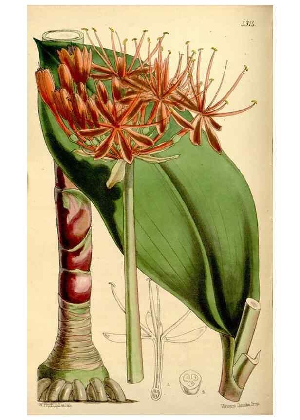 Reproducción/Reproduction 35274154985: Curtis's botanical magazine.. London ; New York [etc.] :Academic Press [etc.]