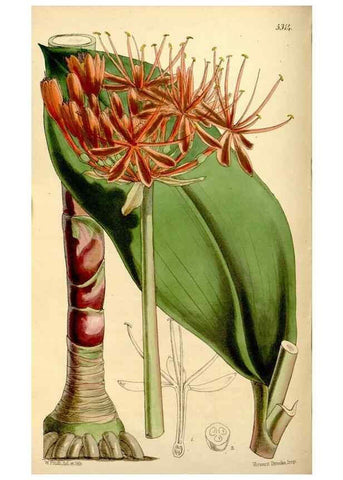Reproducción/Reproduction 35274154985: Curtis's botanical magazine.. London ; New York [etc.] :Academic Press [etc.]
