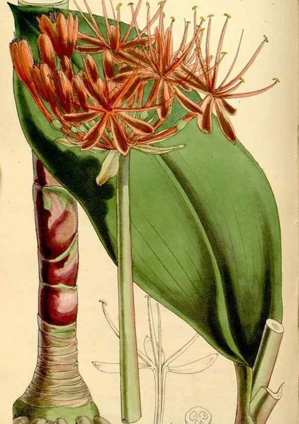Reproducción/Reproduction 35274154985: Curtis's botanical magazine.. London ; New York [etc.] :Academic Press [etc.]