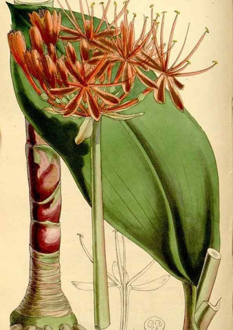 Reproducción/Reproduction 35274154985: Curtis's botanical magazine.. London ; New York [etc.] :Academic Press [etc.]