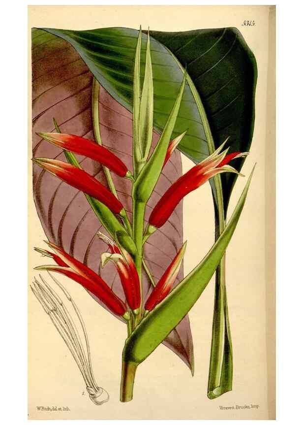 Reproducción/Reproduction 35274157105: Curtis's botanical magazine.. London ; New York [etc.] :Academic Press [etc.]