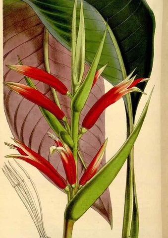Reproducción/Reproduction 35274157105: Curtis's botanical magazine.. London ; New York [etc.] :Academic Press [etc.]