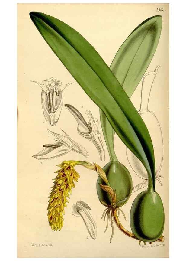 Reproducción/Reproduction 35274159035: Curtis's botanical magazine.. London ; New York [etc.] :Academic Press [etc.]