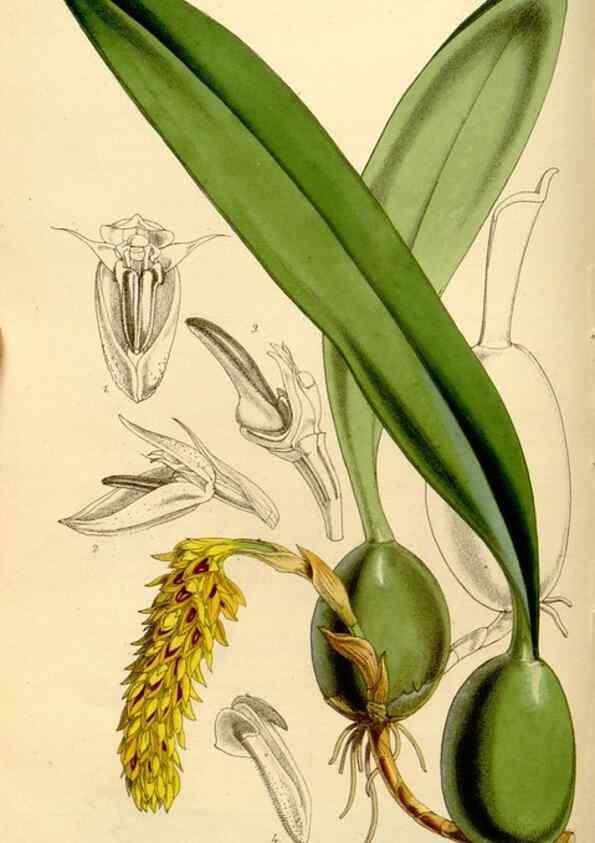Reproducción/Reproduction 35274159035: Curtis's botanical magazine.. London ; New York [etc.] :Academic Press [etc.]