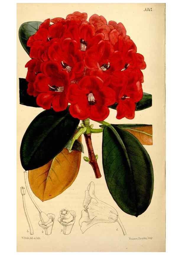 Reproducción/Reproduction 35274161035: Curtis's botanical magazine.. London ; New York [etc.] :Academic Press [etc.]