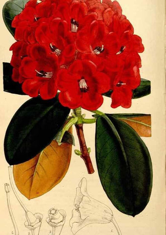 Reproducción/Reproduction 35274161035: Curtis's botanical magazine.. London ; New York [etc.] :Academic Press [etc.]