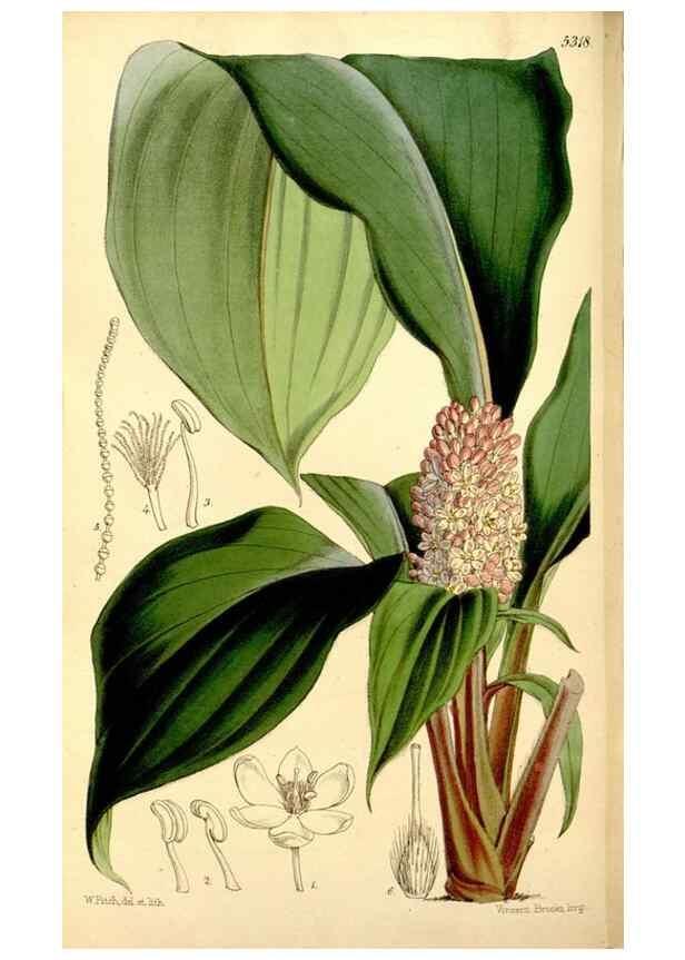 Reproducción/Reproduction 35274163165: Curtis's botanical magazine.. London ; New York [etc.] :Academic Press [etc.]