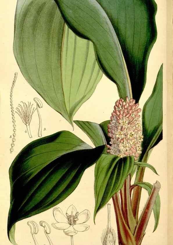 Reproducción/Reproduction 35274163165: Curtis's botanical magazine.. London ; New York [etc.] :Academic Press [etc.]