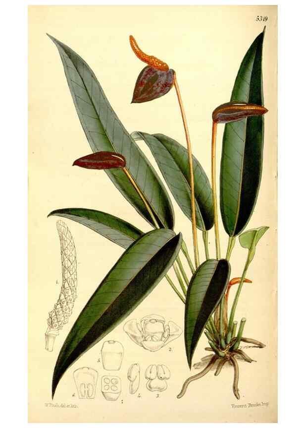 Reproducción/Reproduction 35107506862: Curtis's botanical magazine.. London ; New York [etc.] :Academic Press [etc.]