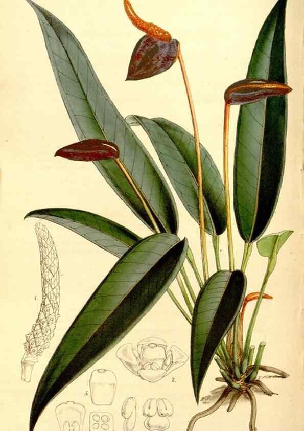 Reproducción/Reproduction 35107506862: Curtis's botanical magazine.. London ; New York [etc.] :Academic Press [etc.]