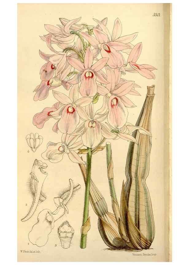 Reproducción/Reproduction 35233629076: Curtis's botanical magazine.. London ; New York [etc.] :Academic Press [etc.]