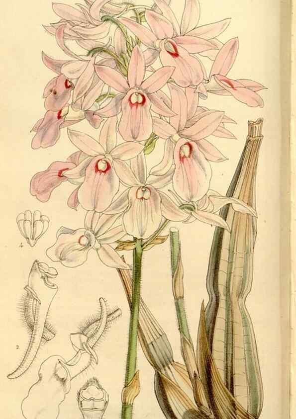 Reproducción/Reproduction 35233629076: Curtis's botanical magazine.. London ; New York [etc.] :Academic Press [etc.]
