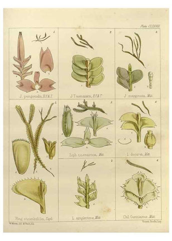 Reproducción/Reproduction 33113617095: The botany of the Antarctic voyage of H.M. discovery ships Erebus and Terror in the Years 1839-1843. London :Reeve Brothers,1844-1860.