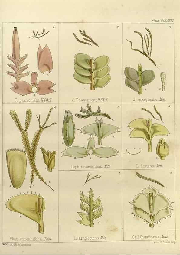 Reproducción/Reproduction 33113617095: The botany of the Antarctic voyage of H.M. discovery ships Erebus and Terror in the Years 1839-1843. London :Reeve Brothers,1844-1860.