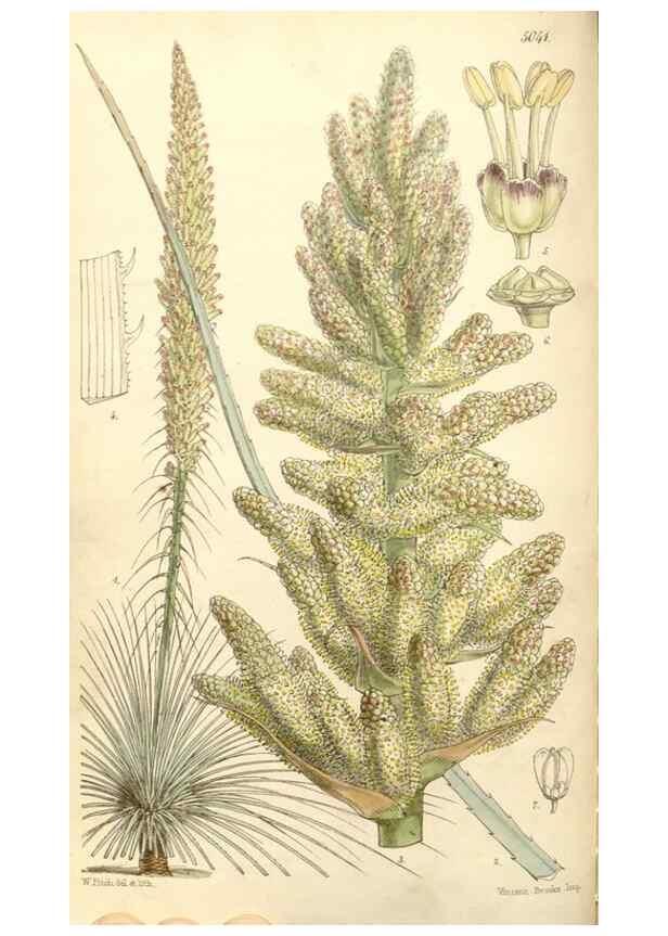 Reproducción/Reproduction 35273458465: Curtis's botanical magazine.. London ; New York [etc.] :Academic Press [etc.]