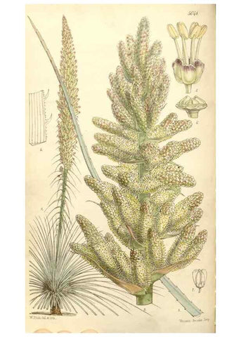 Reproducción/Reproduction 35273458465: Curtis's botanical magazine.. London ; New York [etc.] :Academic Press [etc.]