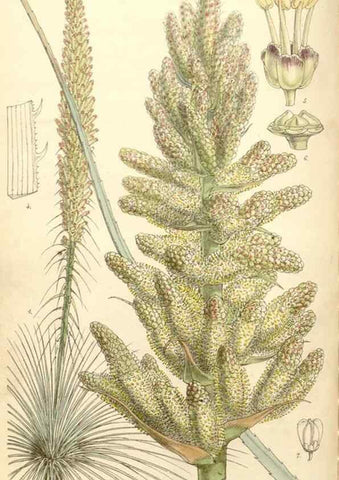 Reproducción/Reproduction 35273458465: Curtis's botanical magazine.. London ; New York [etc.] :Academic Press [etc.]