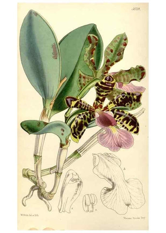 Reproducción/Reproduction 35273453315: Curtis's botanical magazine.. London ; New York [etc.] :Academic Press [etc.]