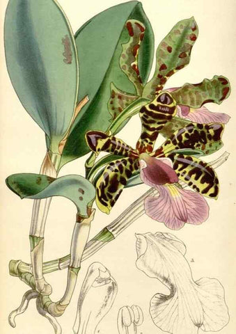 Reproducción/Reproduction 35273453315: Curtis's botanical magazine.. London ; New York [etc.] :Academic Press [etc.]
