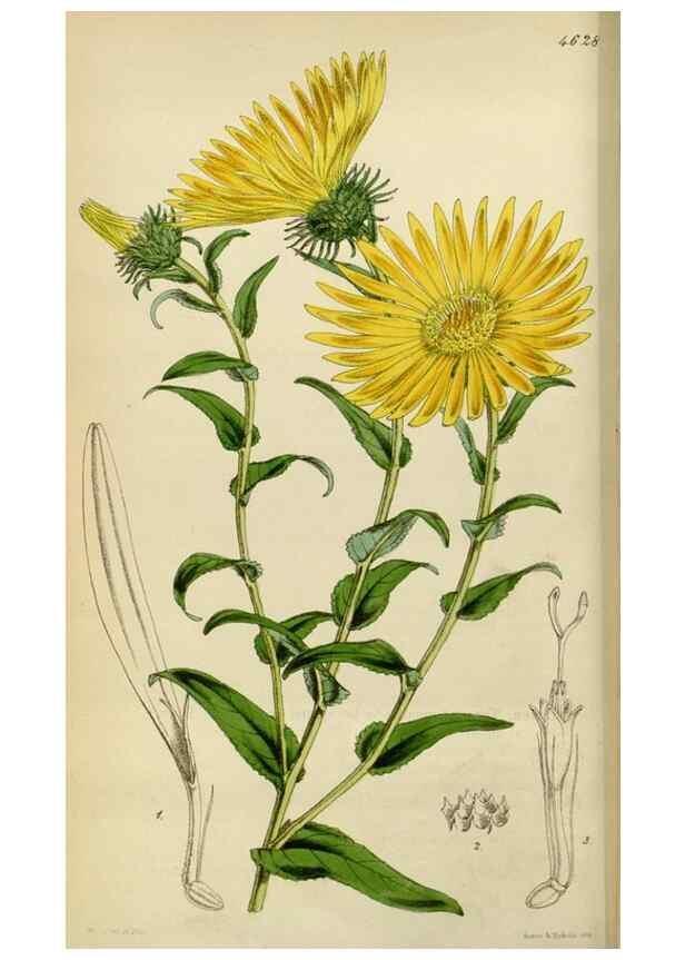 Reproducción/Reproduction 35251845685: Curtis's botanical magazine.. London ; New York [etc.] :Academic Press [etc.]