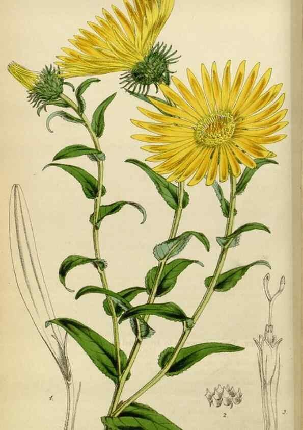 Reproducción/Reproduction 35251845685: Curtis's botanical magazine.. London ; New York [etc.] :Academic Press [etc.]