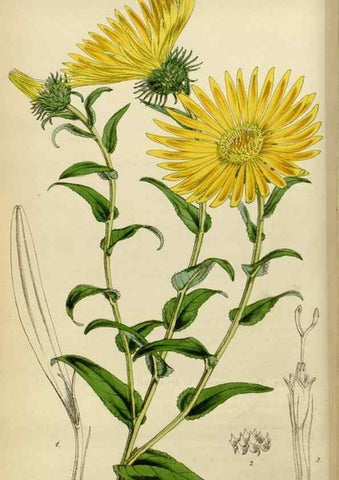 Reproducción/Reproduction 35251845685: Curtis's botanical magazine.. London ; New York [etc.] :Academic Press [etc.]