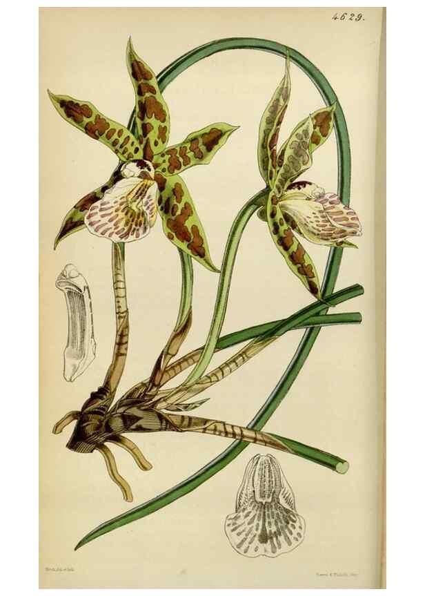 Reproducción/Reproduction 34408043474: Curtis's botanical magazine.. London ; New York [etc.] :Academic Press [etc.]