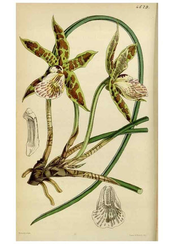 Reproducción/Reproduction 34408043474: Curtis's botanical magazine.. London ; New York [etc.] :Academic Press [etc.]