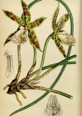 Reproducción/Reproduction 34408043474: Curtis's botanical magazine.. London ; New York [etc.] :Academic Press [etc.]