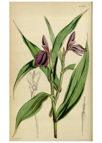 Reproducción/Reproduction 34864841110: Curtis's botanical magazine.. London ; New York [etc.] :Academic Press [etc.]