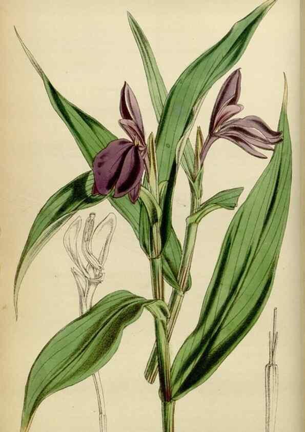 Reproducción/Reproduction 34864841110: Curtis's botanical magazine.. London ; New York [etc.] :Academic Press [etc.]