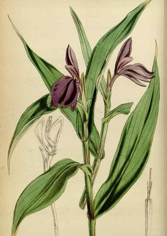 Reproducción/Reproduction 34864841110: Curtis's botanical magazine.. London ; New York [etc.] :Academic Press [etc.]