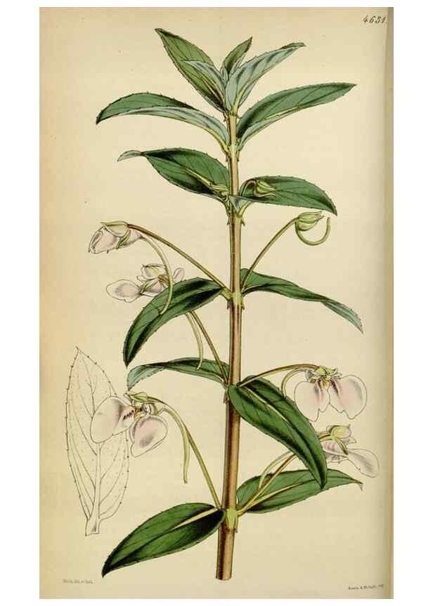 Reproducción/Reproduction 34864843350: Curtis's botanical magazine.. London ; New York [etc.] :Academic Press [etc.]