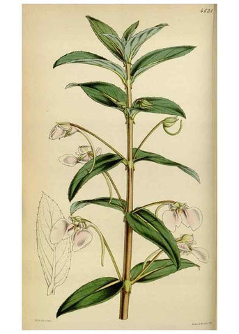 Reproducción/Reproduction 34864843350: Curtis's botanical magazine.. London ; New York [etc.] :Academic Press [etc.]