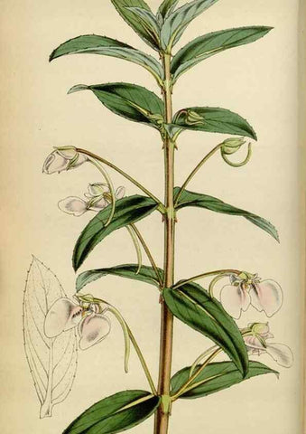 Reproducción/Reproduction 34864843350: Curtis's botanical magazine.. London ; New York [etc.] :Academic Press [etc.]