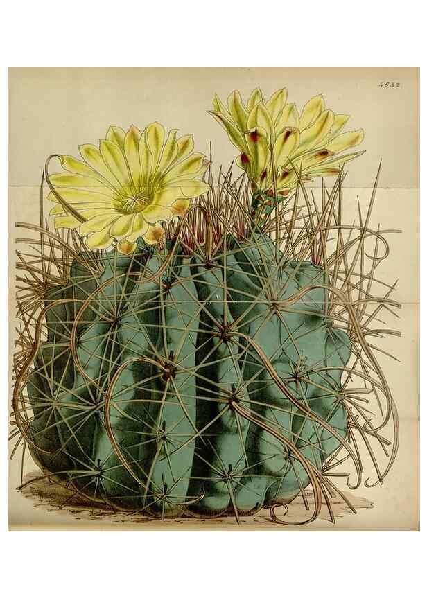 Reproducción/Reproduction 34864845770: Curtis's botanical magazine.. London ; New York [etc.] :Academic Press [etc.]