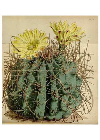 Reproducción/Reproduction 34864845770: Curtis's botanical magazine.. London ; New York [etc.] :Academic Press [etc.]