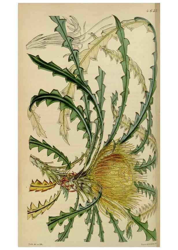 Reproducción/Reproduction 34864848330: Curtis's botanical magazine.. London ; New York [etc.] :Academic Press [etc.]