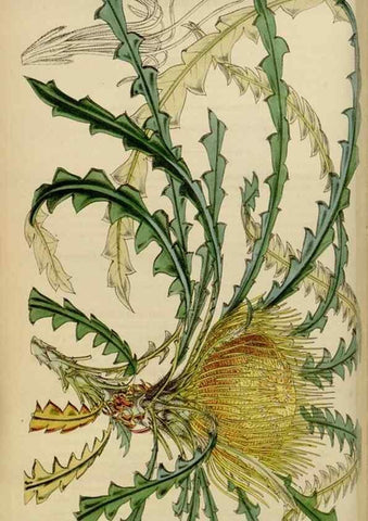 Reproducción/Reproduction 34864848330: Curtis's botanical magazine.. London ; New York [etc.] :Academic Press [etc.]