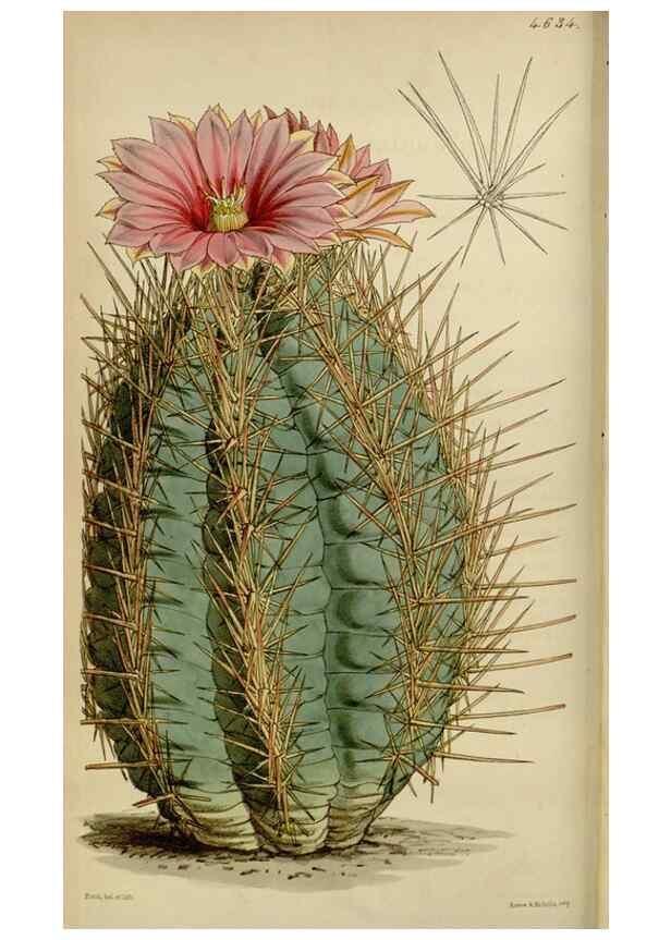 Reproducción/Reproduction 34864850940: Curtis's botanical magazine.. London ; New York [etc.] :Academic Press [etc.]