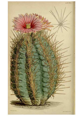 Reproducción/Reproduction 34864850940: Curtis's botanical magazine.. London ; New York [etc.] :Academic Press [etc.]