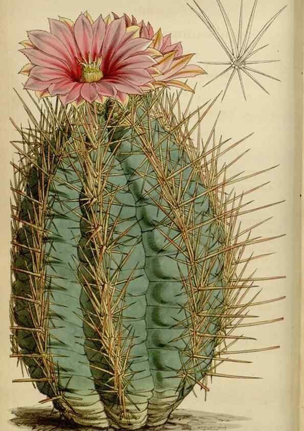 Reproducción/Reproduction 34864850940: Curtis's botanical magazine.. London ; New York [etc.] :Academic Press [etc.]