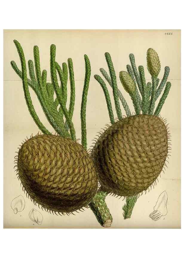 Reproducción/Reproduction 34408058334: Curtis's botanical magazine.. London ; New York [etc.] :Academic Press [etc.]