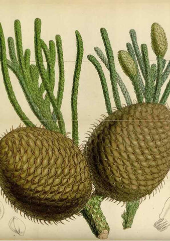 Reproducción/Reproduction 34408058334: Curtis's botanical magazine.. London ; New York [etc.] :Academic Press [etc.]