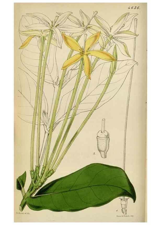 Reproducción/Reproduction 34864856880: Curtis's botanical magazine.. London ; New York [etc.] :Academic Press [etc.]