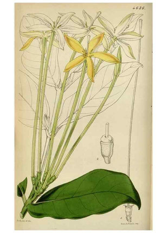 Reproducción/Reproduction 34864856880: Curtis's botanical magazine.. London ; New York [etc.] :Academic Press [etc.]