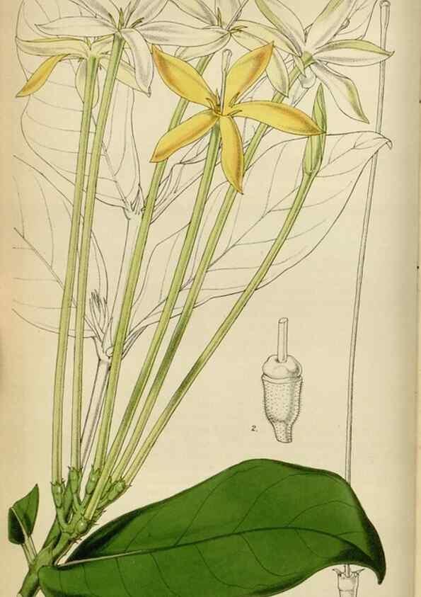Reproducción/Reproduction 34864856880: Curtis's botanical magazine.. London ; New York [etc.] :Academic Press [etc.]