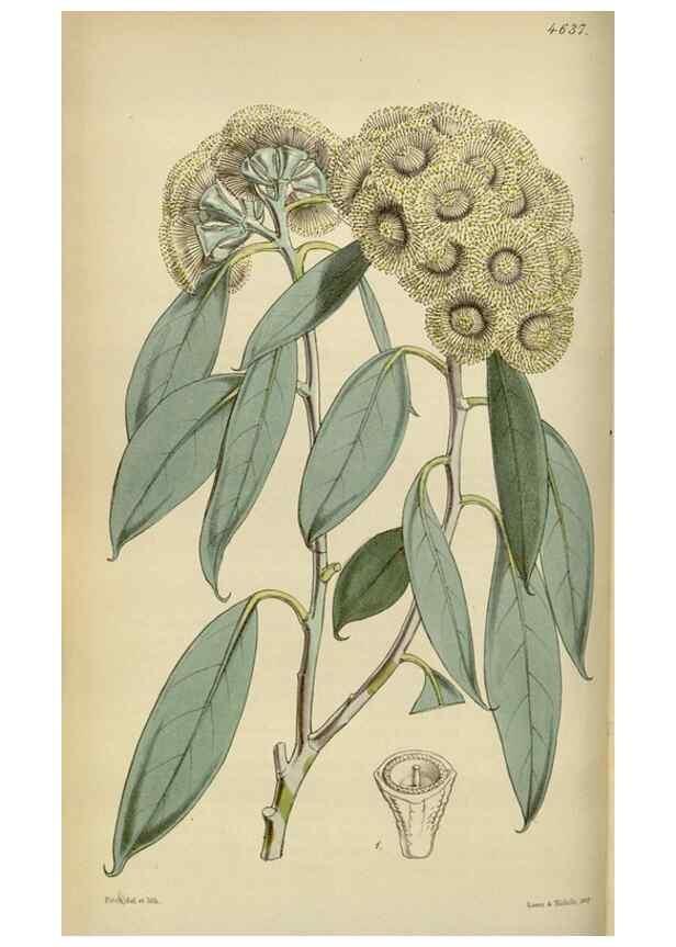 Reproducción/Reproduction 35122174651: Curtis's botanical magazine.. London ; New York [etc.] :Academic Press [etc.]